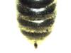 Lasioglossum sp.